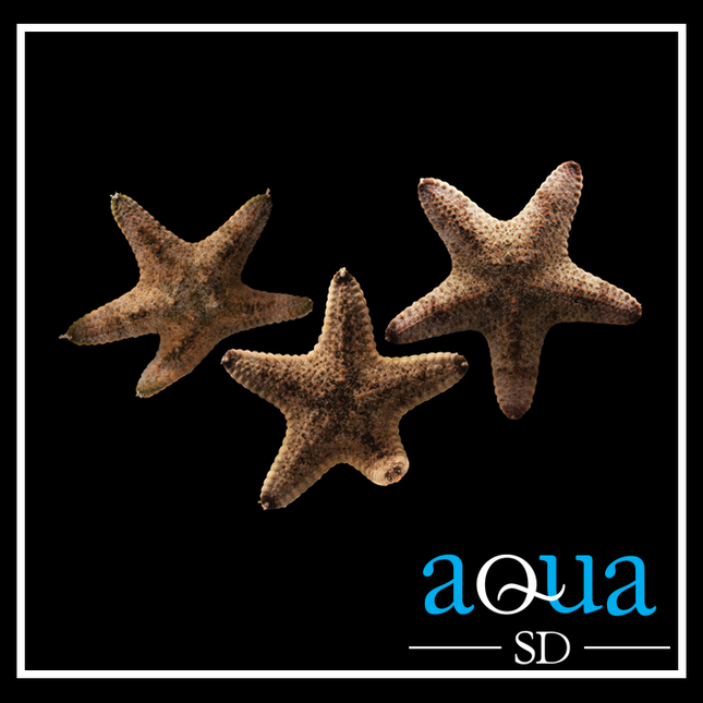 General Starfish - Pentaceraster sp.