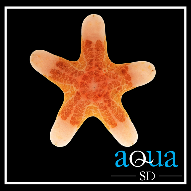 Doughboy Starfish - Choriaster granulatus