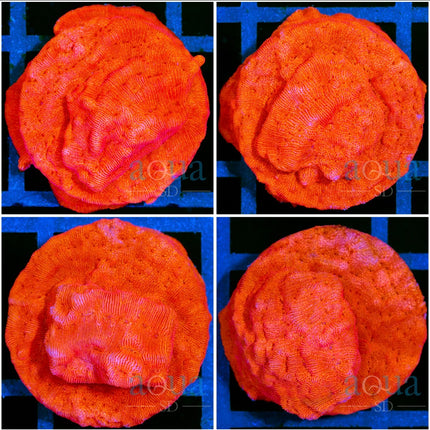 Orenji Leptoseris - Multiples Available