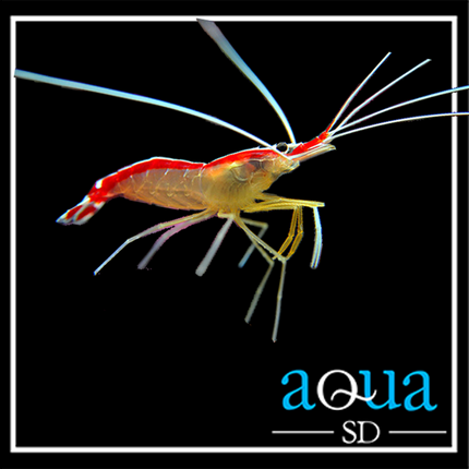 Cleaner Shrimp (Lysmata amboinensis)