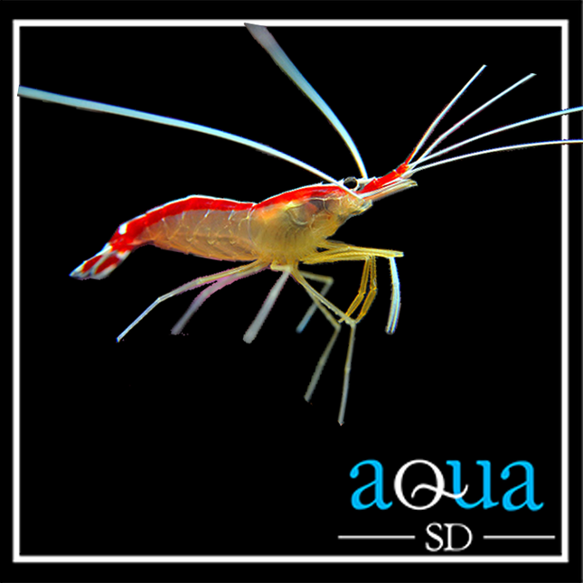 Cleaner Shrimp (Lysmata amboinensis)