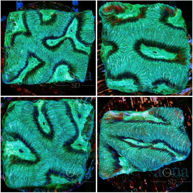 Firelight Favia - Multiples Available