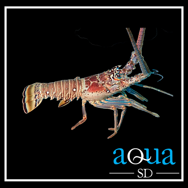 Orange Spiny Lobster - Panulirus versicolor
