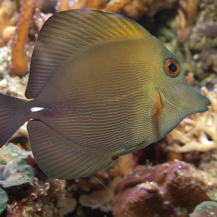 Scopas Tang