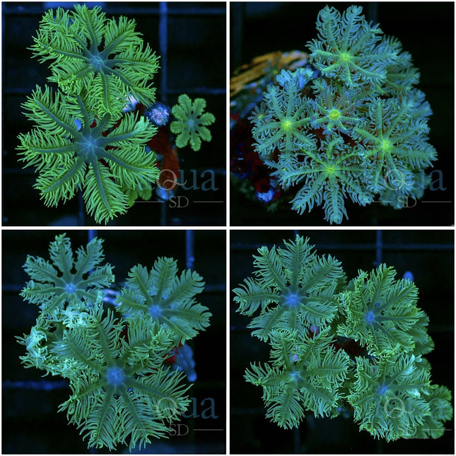 Palm Tree Clove Polyps -Multiples Available