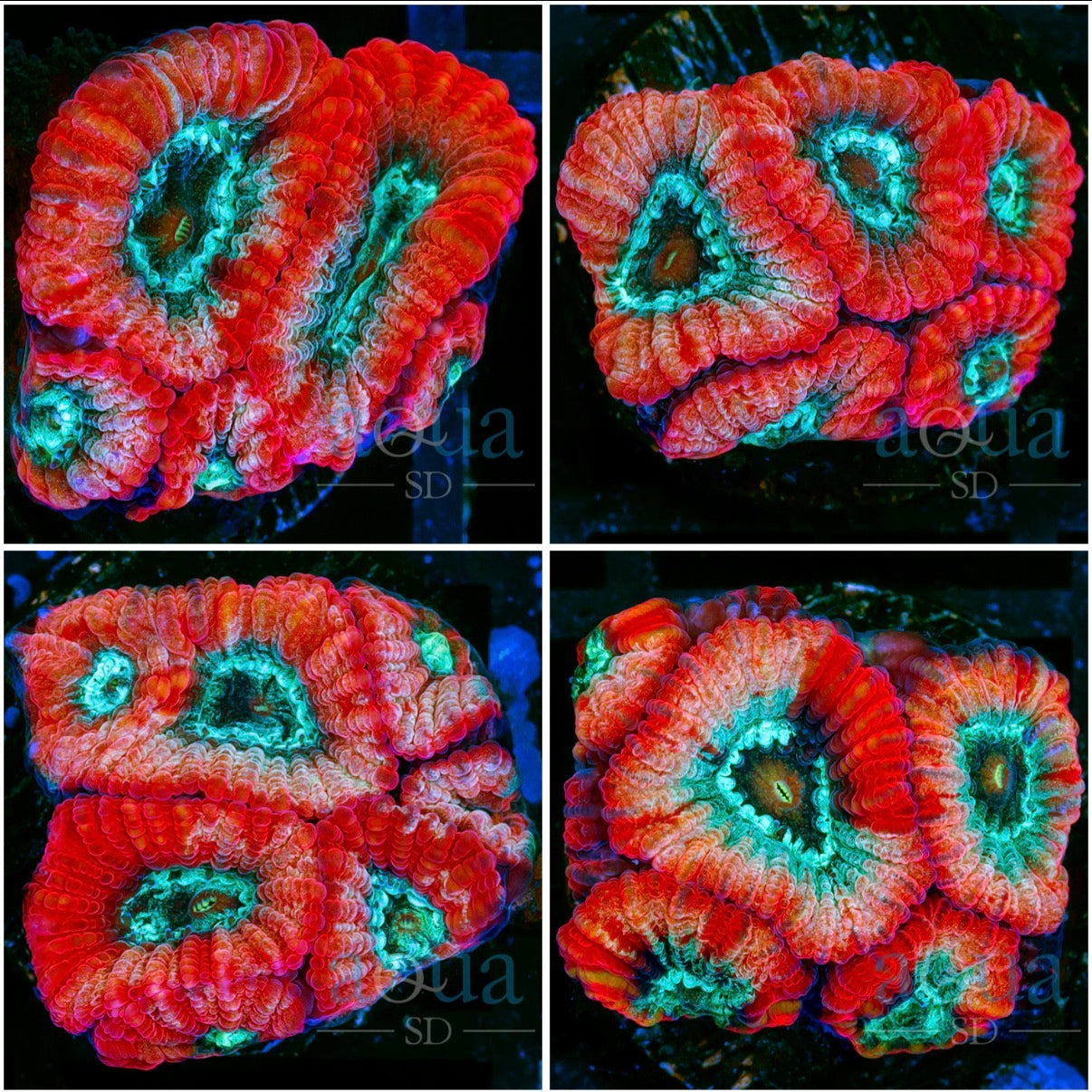 Products – Aqua SD