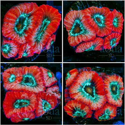 Angel Wings Favia - Multiples Available