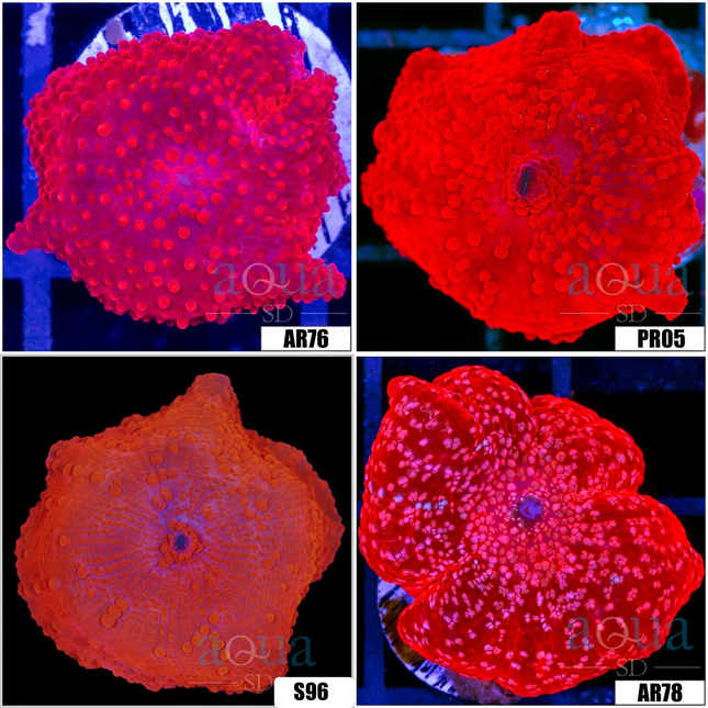 Aussie Deadpool Discosoma - Multiples Available