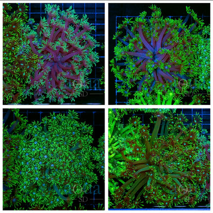 Golf Ball Neon Goni Colony- Multiples Available