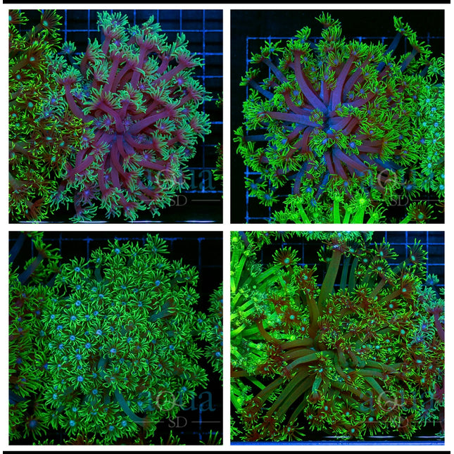 Golf Ball Neon Goni Colony- Multiples Available