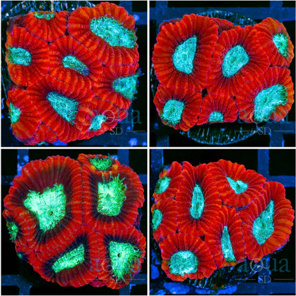 Lava Rim Favia - Multiples Available