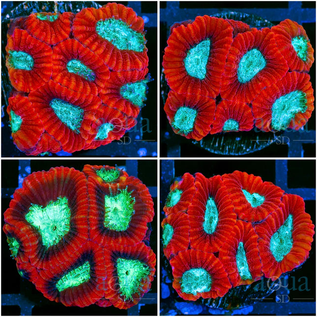 Lava Rim Favia - Multiples Available