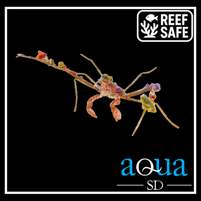 Decorator Arrow Crab - Camposcia retusa