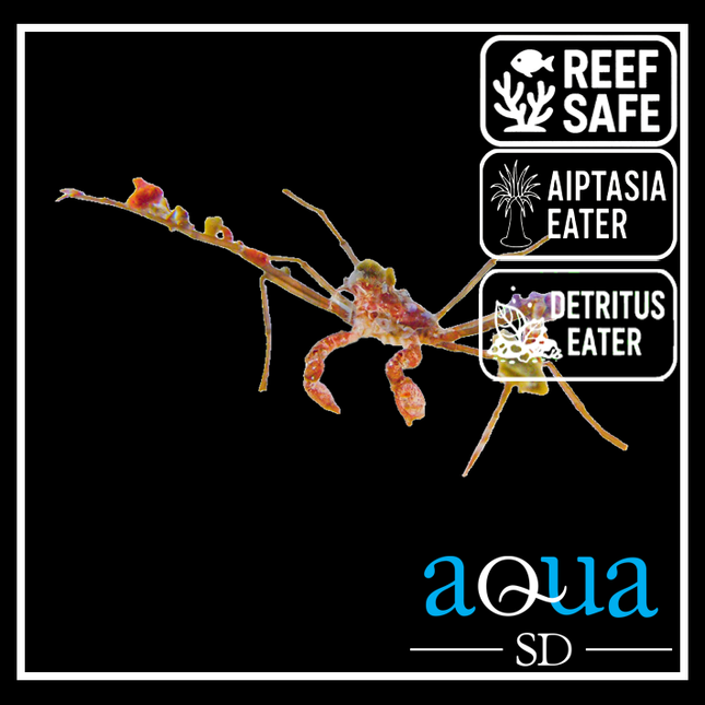 Decorator Arrow Crab - Camposcia retusa