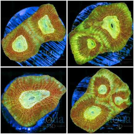 Yellow Soul Favia - Multiples available