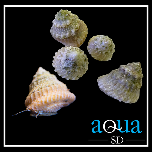 Astrea Snails