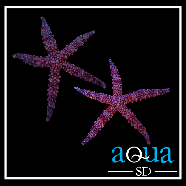 Friant's Sea Starfish - (Nardoa frianti)