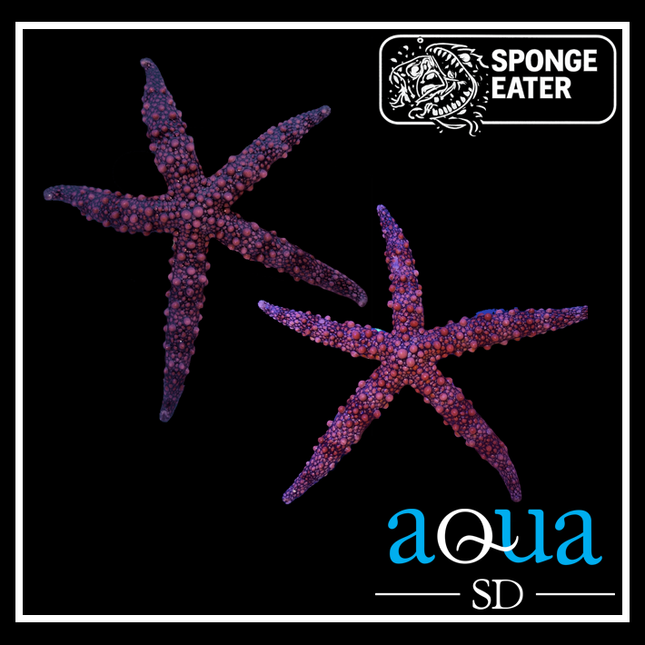 Friant's Sea Starfish - Nardoa frianti