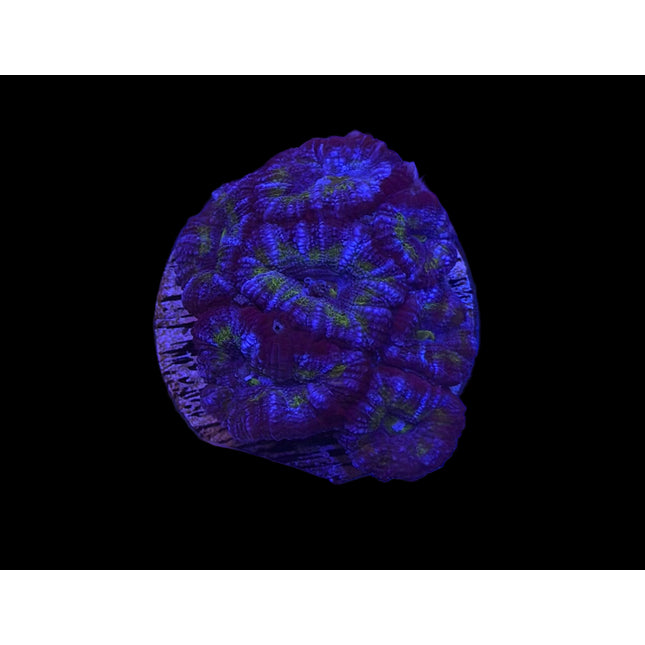 IW Frosted Joker Acan Lord