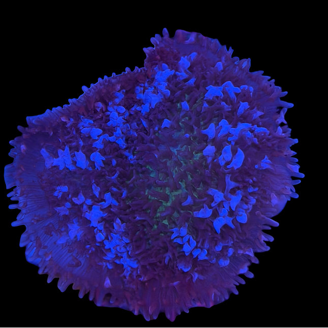 IW Large Iced Fuzzy Magic Carpet Mushroom