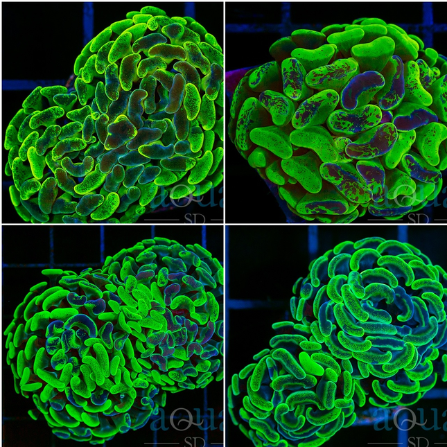 Neon Splatter Hammer - Multiples Available