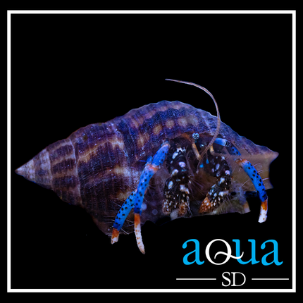 Blue Leg Reef Hermit