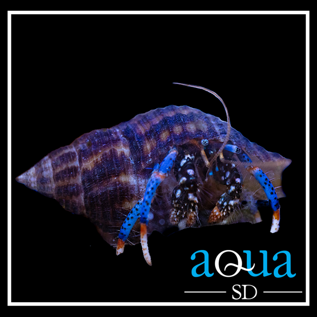 Blue Leg Reef Hermit