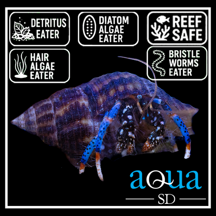 Blue Leg Reef Hermit Crab - Clibanarius tricolor