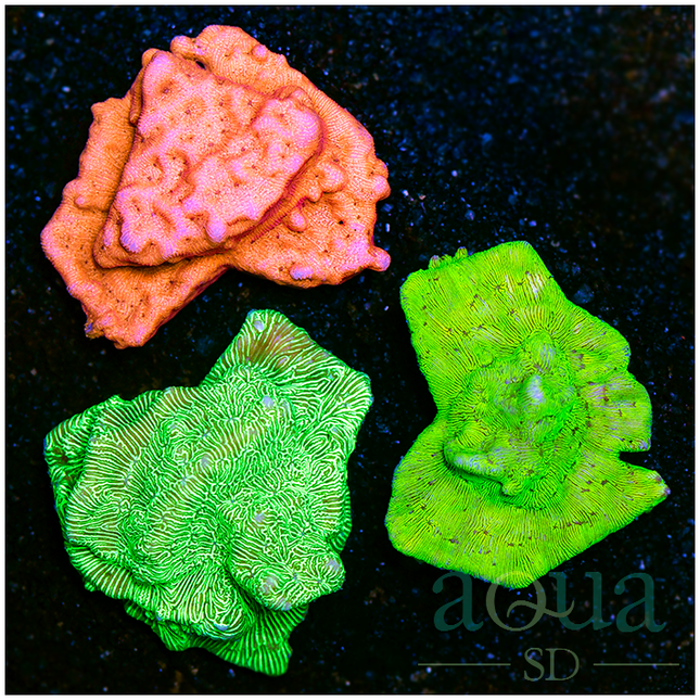 Aussie Shaped Plugs - Leptoseris Combo Pack - Multiples Available