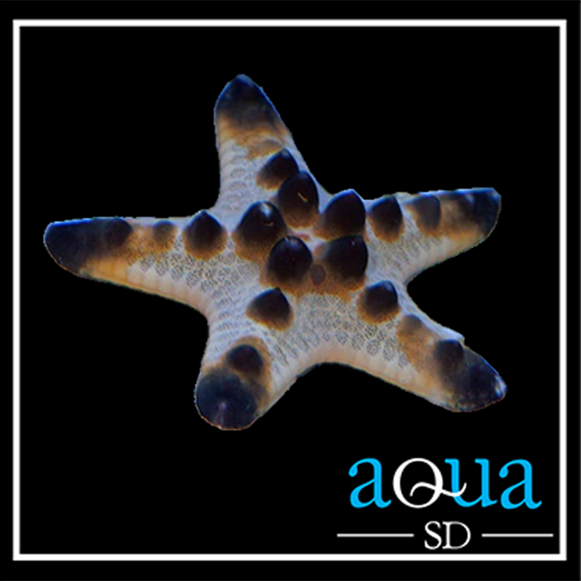 Chocolate Chip Sea Star