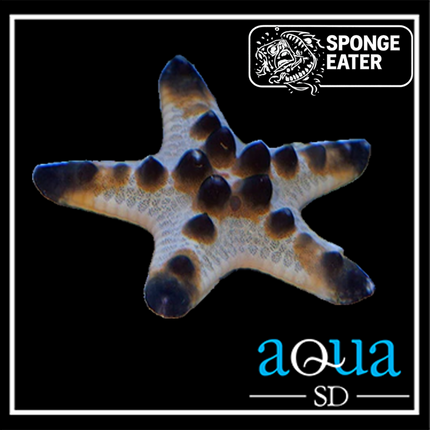 Chocolate Chip Sea Star