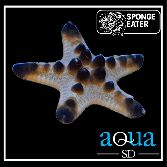 Chocolate Chip Sea Star