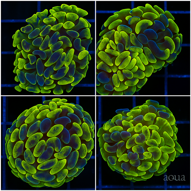 Canary Splatter Hammer - Multiples Available