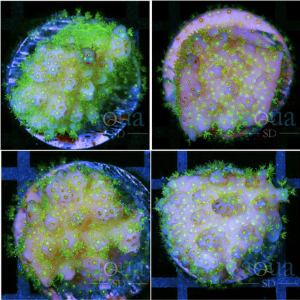 Nuclear Pocclipora - Multiples Available