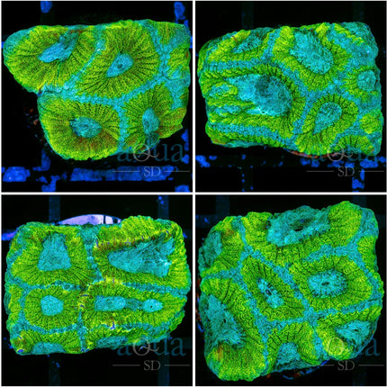 Favia of The Gods - Multiples Available