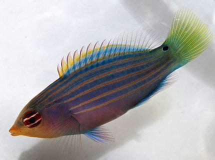 Six Line Wrasse