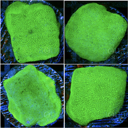 Nuclear Psamacora - Multiples Available