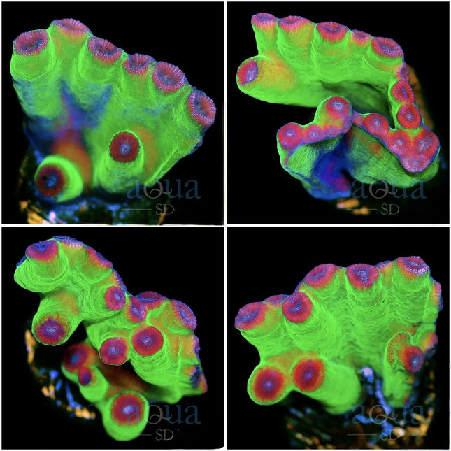 ASD Heron Turbinaria - Multiples Available