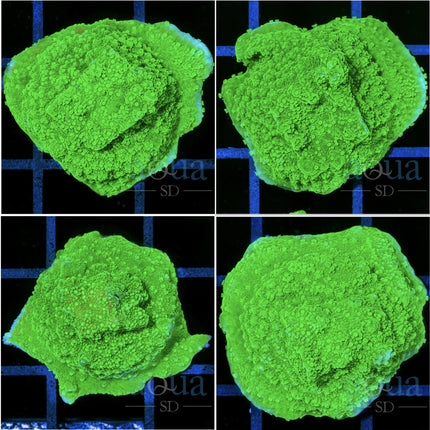 Toxic Monti Cap - Multiples Available