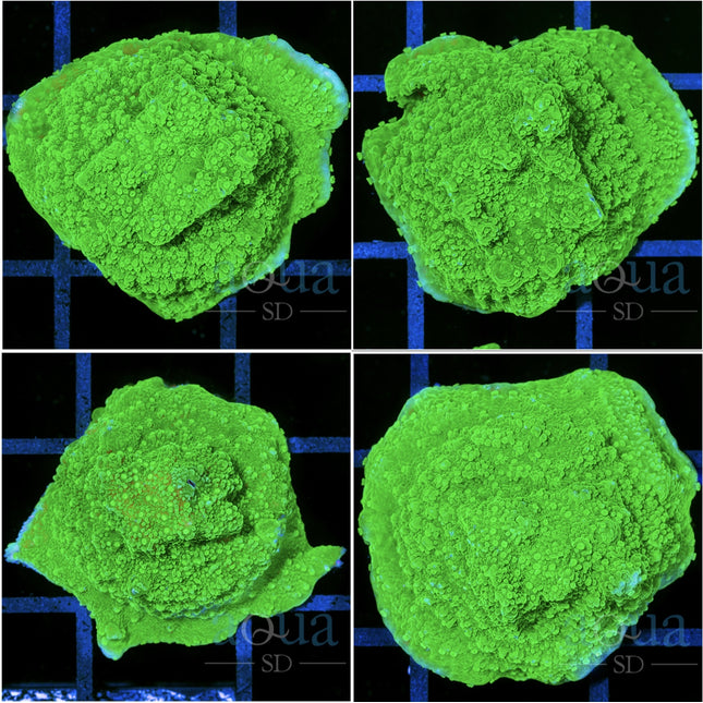 Toxic Monti Cap - Multiples Available