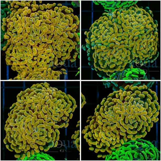Indo Willy Wonka Branching Hammer - Multiples Available