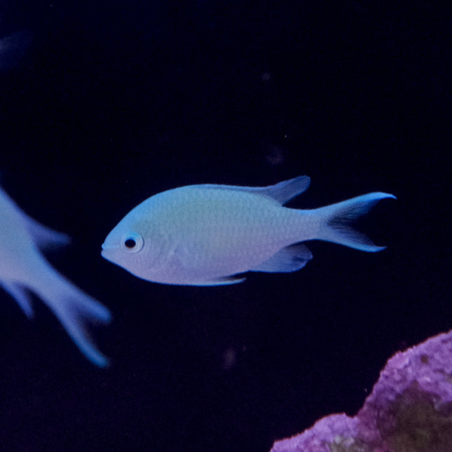 Blue Green Chromis