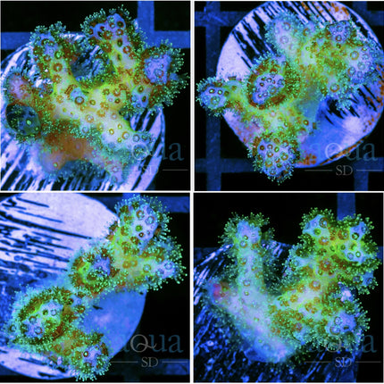 ORA Neon Birdsnest - Multiples Available