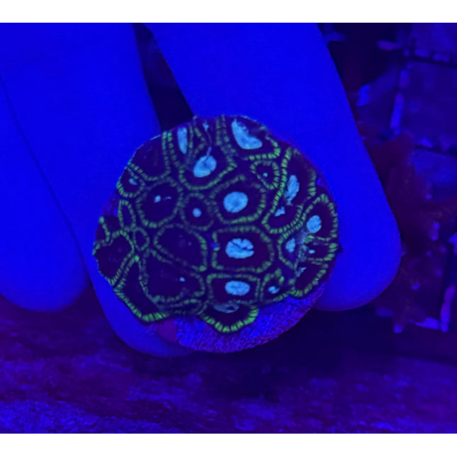 IW Cultured Croc Hunter Favia