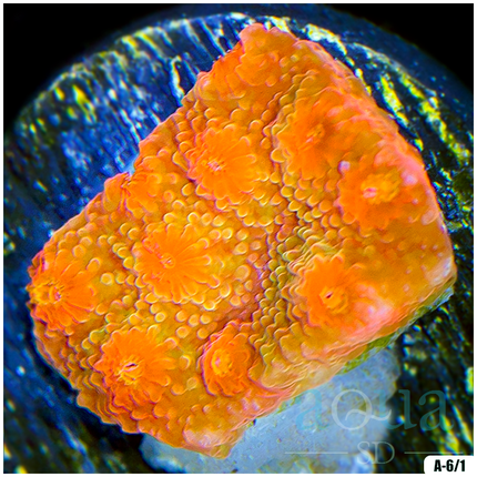 ASD Strawberry Kiwi Cyphastrea Frag - Multiples Availabled - TR