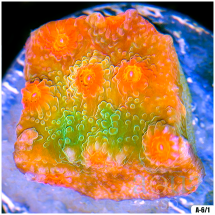 ASD Strawberry Kiwi Cyphastrea Frag - Multiples Availabled - TR