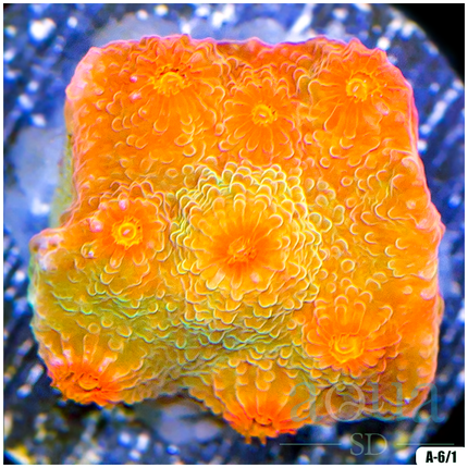 ASD Strawberry Kiwi Cyphastrea Frag - Multiples Availabled - TR