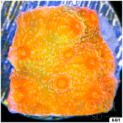 ASD Strawberry Kiwi Cyphastrea Frag - Multiples Availabled - TR