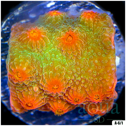 ASD Strawberry Kiwi Cyphastrea Frag - Multiples Availabled - TR