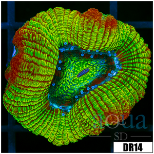 Descriptive image text